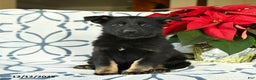 German Shepherd dogs for sale: Sugar plum - Ad 1
