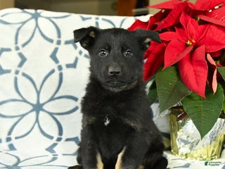 German Shepherd dogs Sugar plum - Ad 27