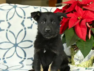 German Shepherd dogs Sugar plum - Ad 24