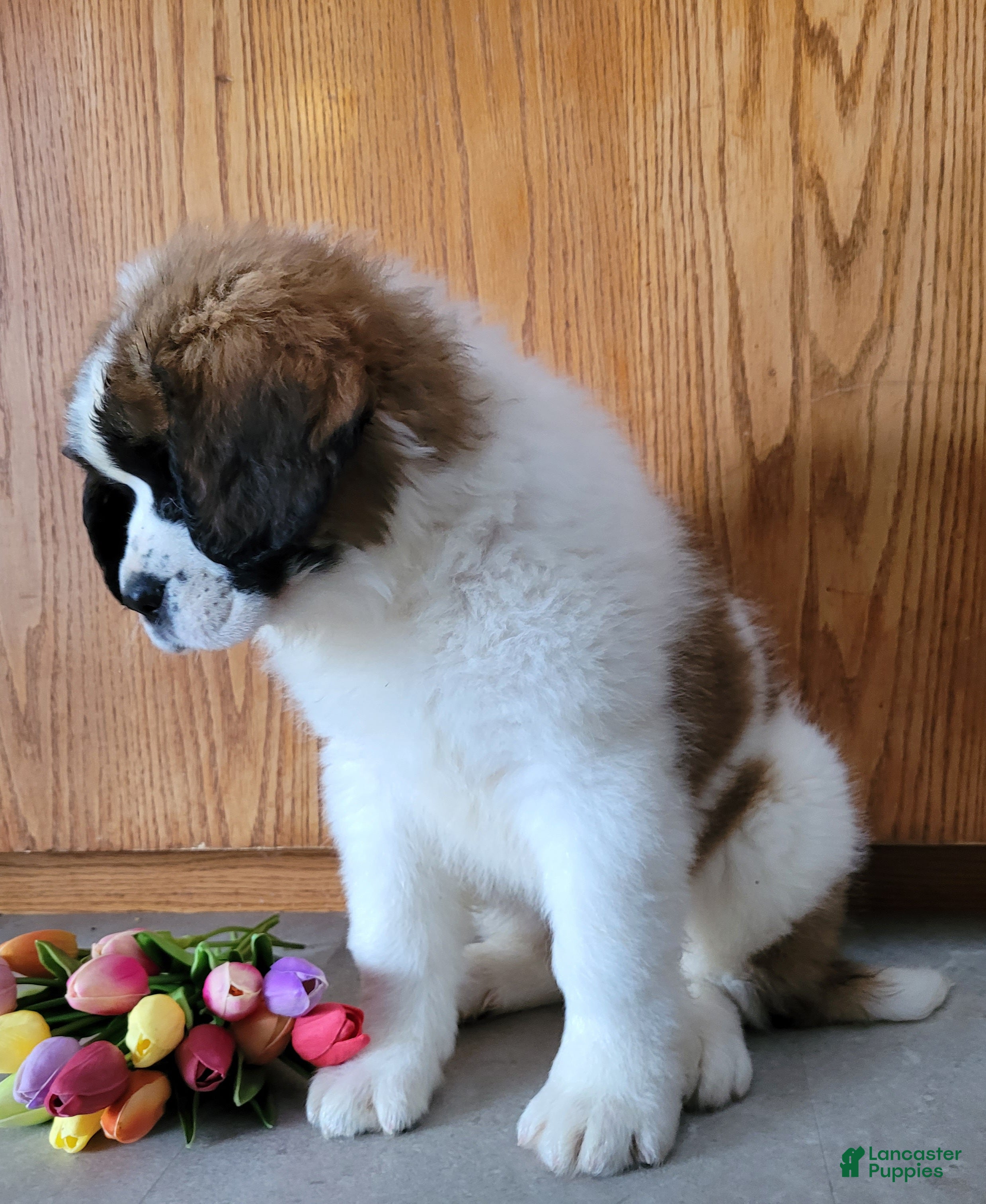Saint Bernard dogs Willow - Ad 2