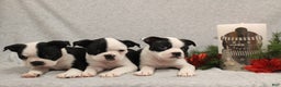Boston Terrier dogs for sale: Smores - Ad 12