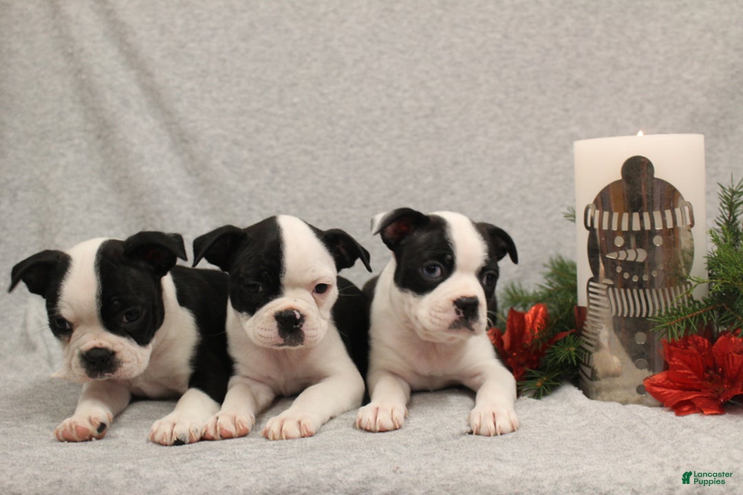 Boston Terrier dogs for sale: Smores - Ad 12