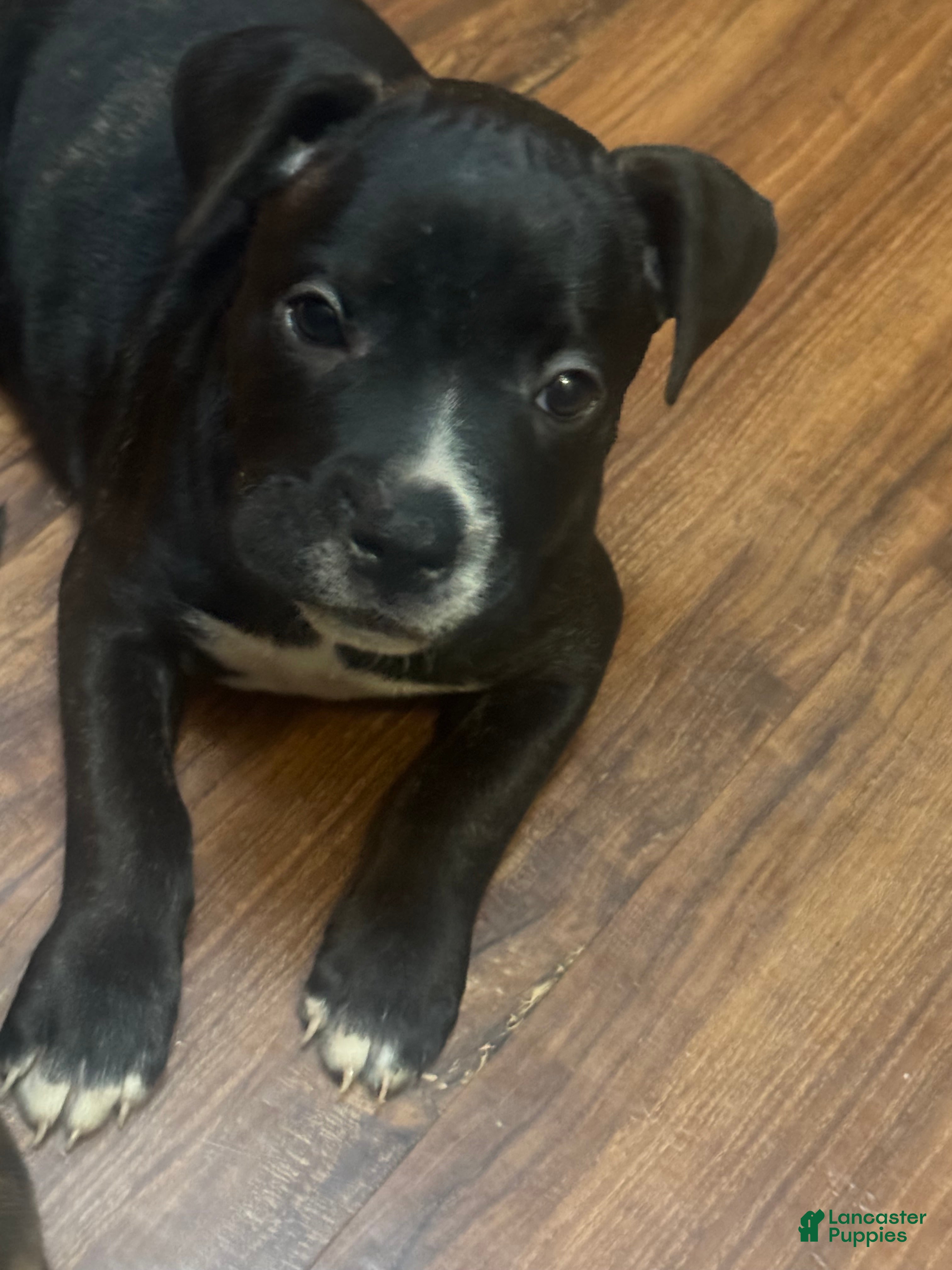 Mixed Breed dogs Mixed Breed Puppy 2 - Ad 10