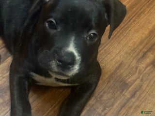 Mixed Breed dogs Mixed Breed Puppy 2 - Ad 11