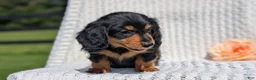 Miniature Dachshund dogs for sale: Riley - Ad 6