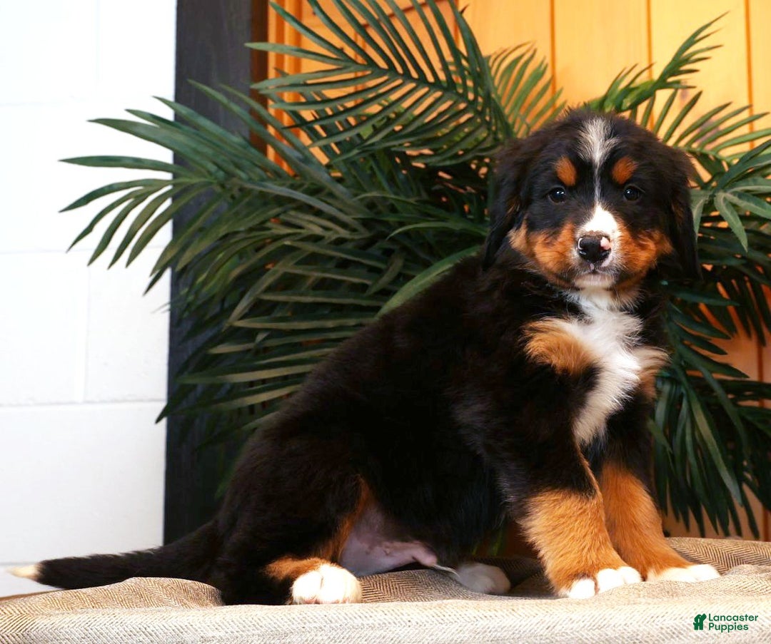 Bernese Mountain Dog dogs for sale: Josh - Ad 5