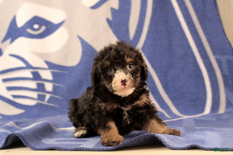 Mini Bernedoodle dogs Emmery - Ad 2