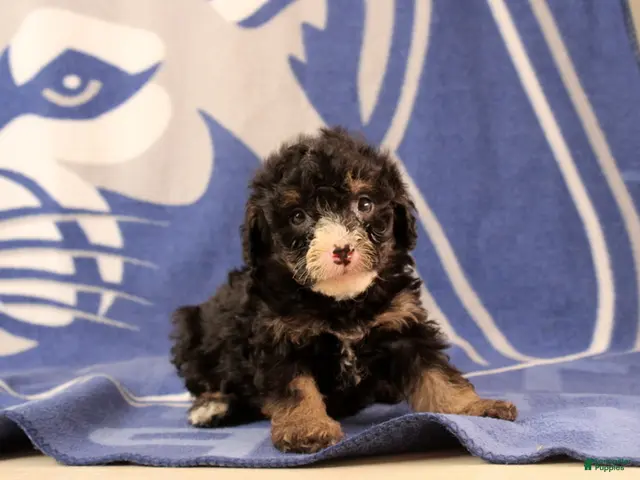Mini Bernedoodle dogs for sale: Emmery - Ad 2