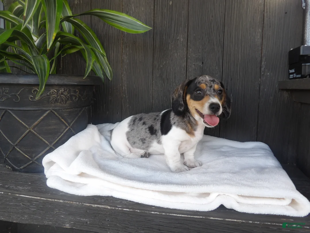Miniature Dachshund dogs for sale: Duke - Ad 5