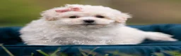 Maltipoo dogs for sale: Trixie - Ad 4