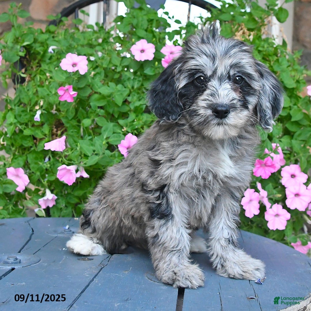 Mixed Breed dogs for sale: Patches - Ad 2