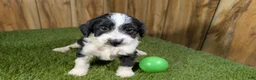Mini Aussiedoodle dogs for sale: Sunset Boy 4 - Ad 3