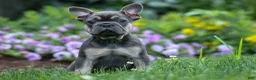 French Bulldog dogs for sale: Edison - Ad 14