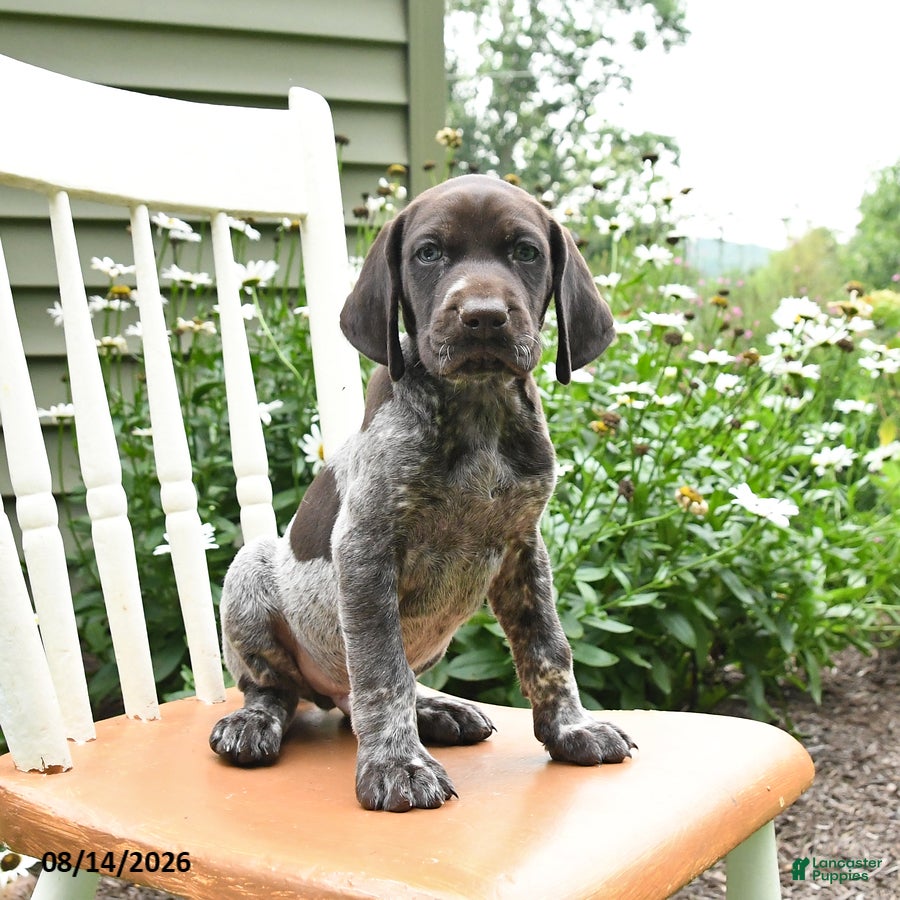 German Shorthaired Pointer dogs Chase - Ad 1