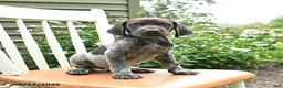 German Shorthaired Pointer dogs for sale: Chase - Ad 1