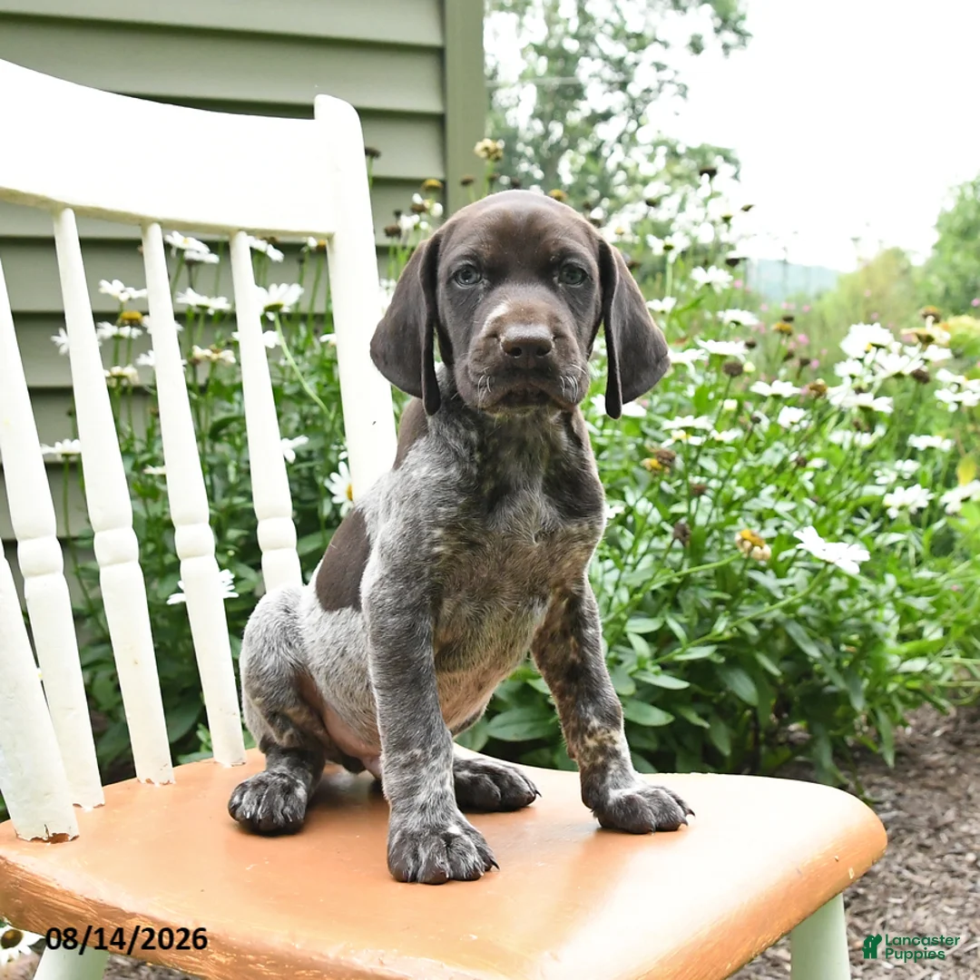 German Shorthaired Pointer dogs for sale: Chase - Ad 1