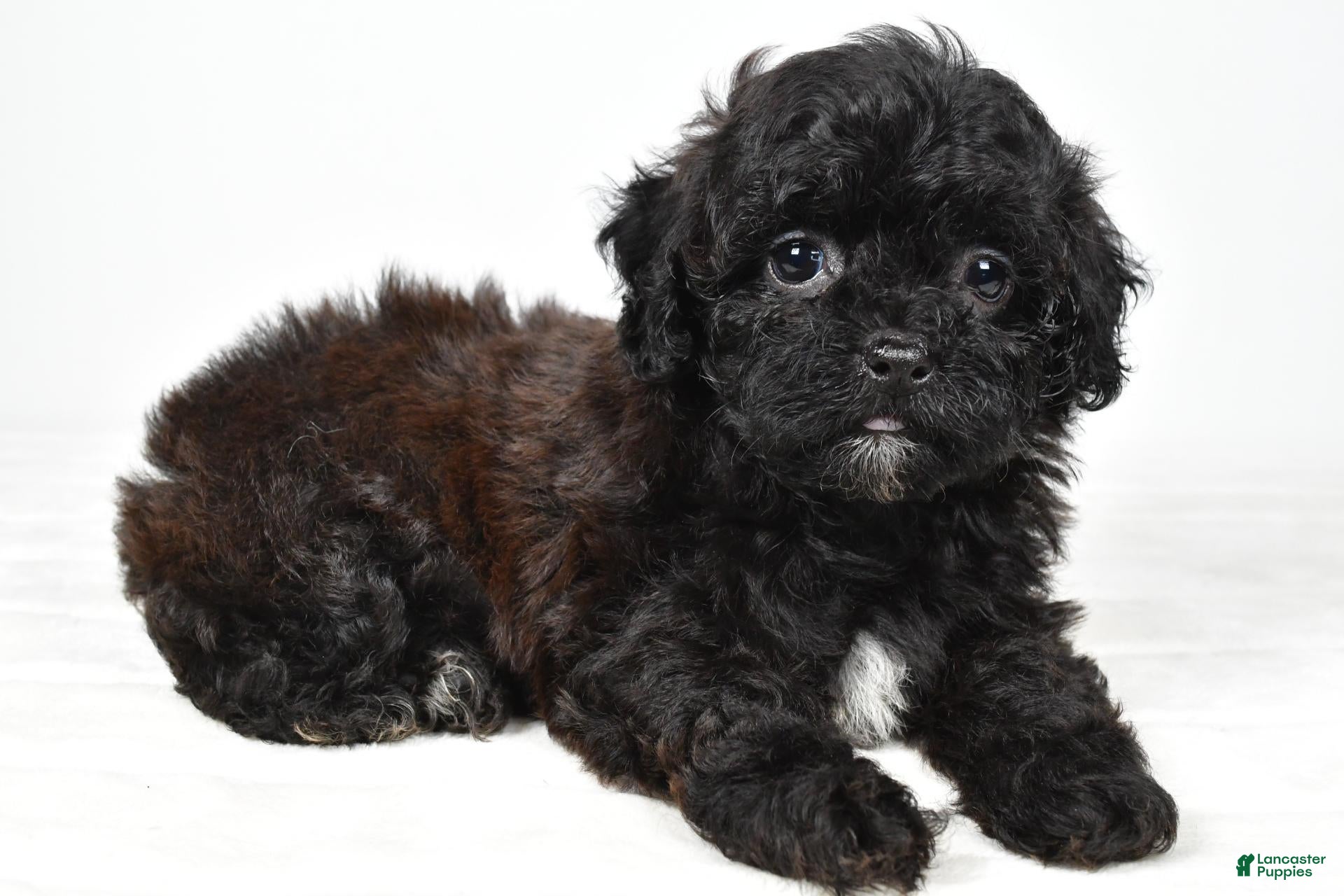Shihpoo dogs Willow toy - Ad 1