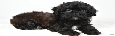 Willow toy