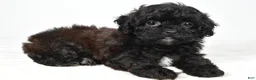 Shihpoo dogs for sale: Willow toy - Ad 1