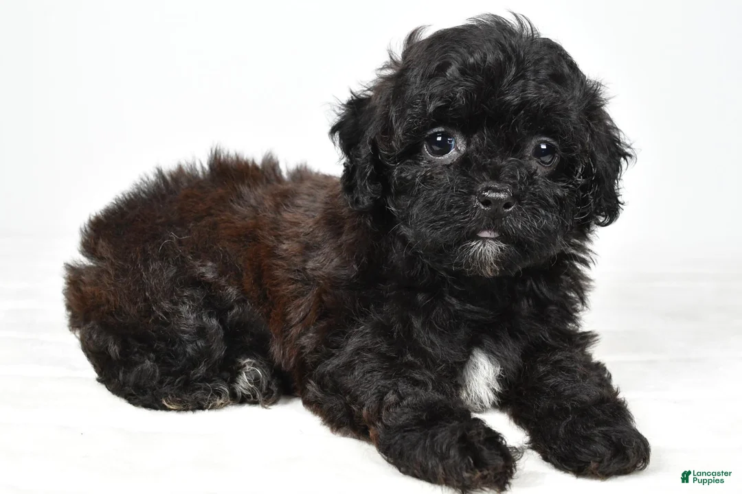 Shihpoo dogs for sale: Willow toy - Ad 1