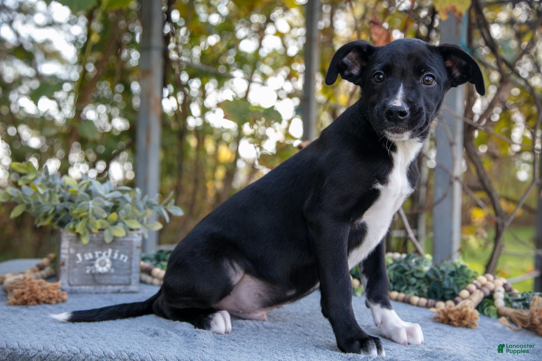 Mixed Breed dogs for sale: Dean - Ad 3