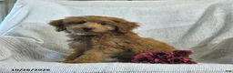 Mini Goldendoodle dogs for sale: Jared - Ad 3