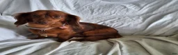 Miniature Dachshund dogs for sale: Max - Ad 4