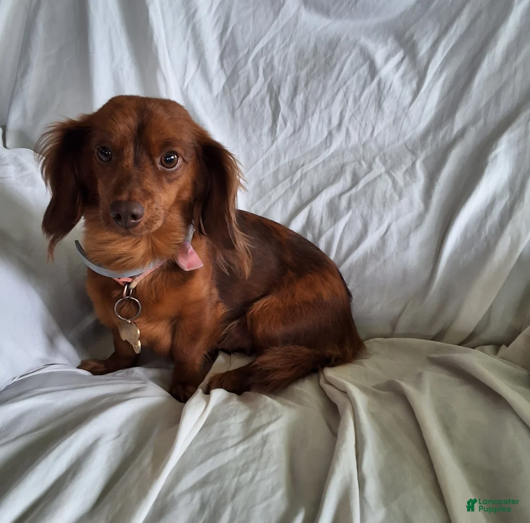 Miniature Dachshund dogs for sale: Max - Ad 4
