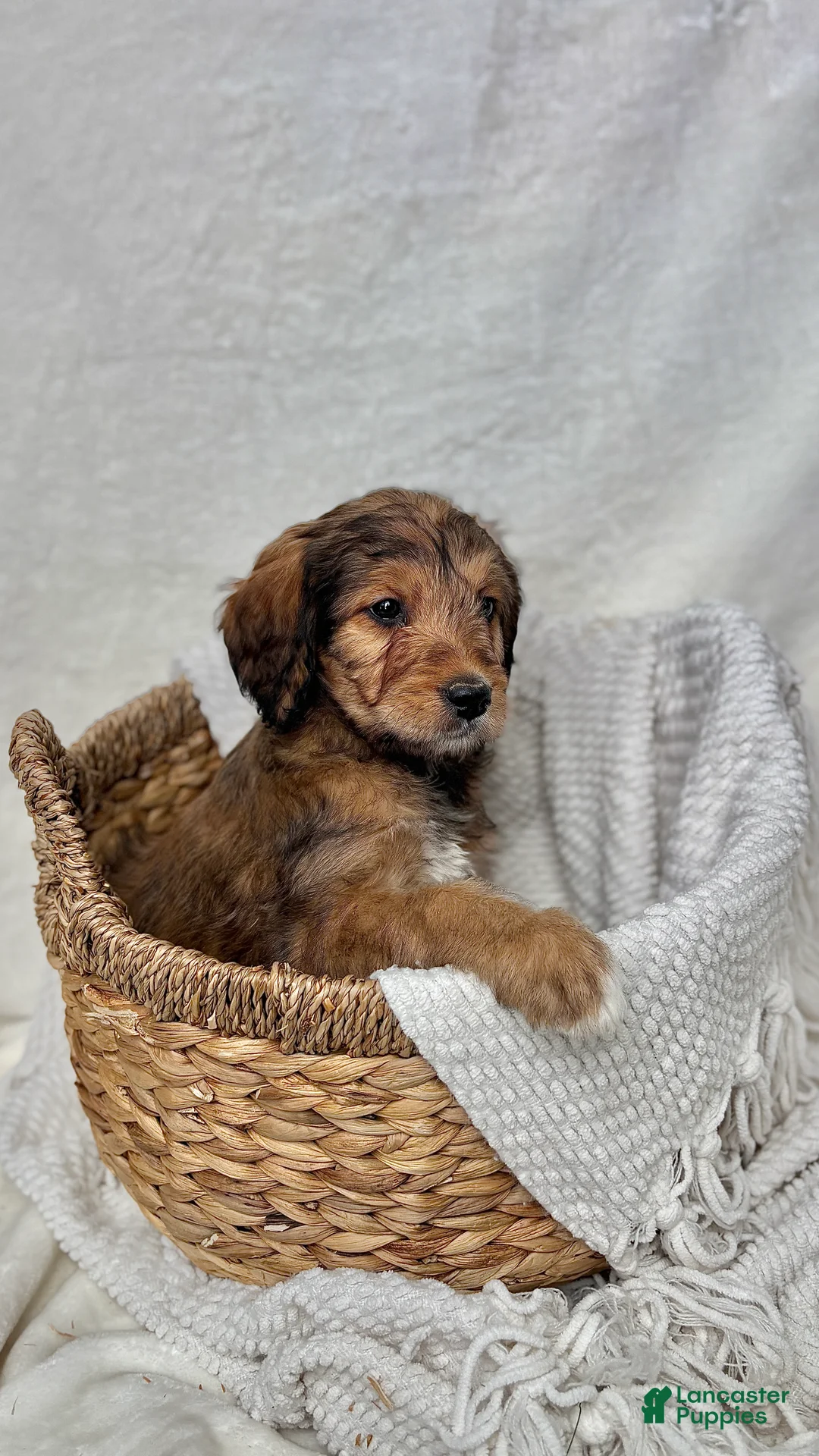 Bernedoodle dogs for sale: Sophie - Ad 8