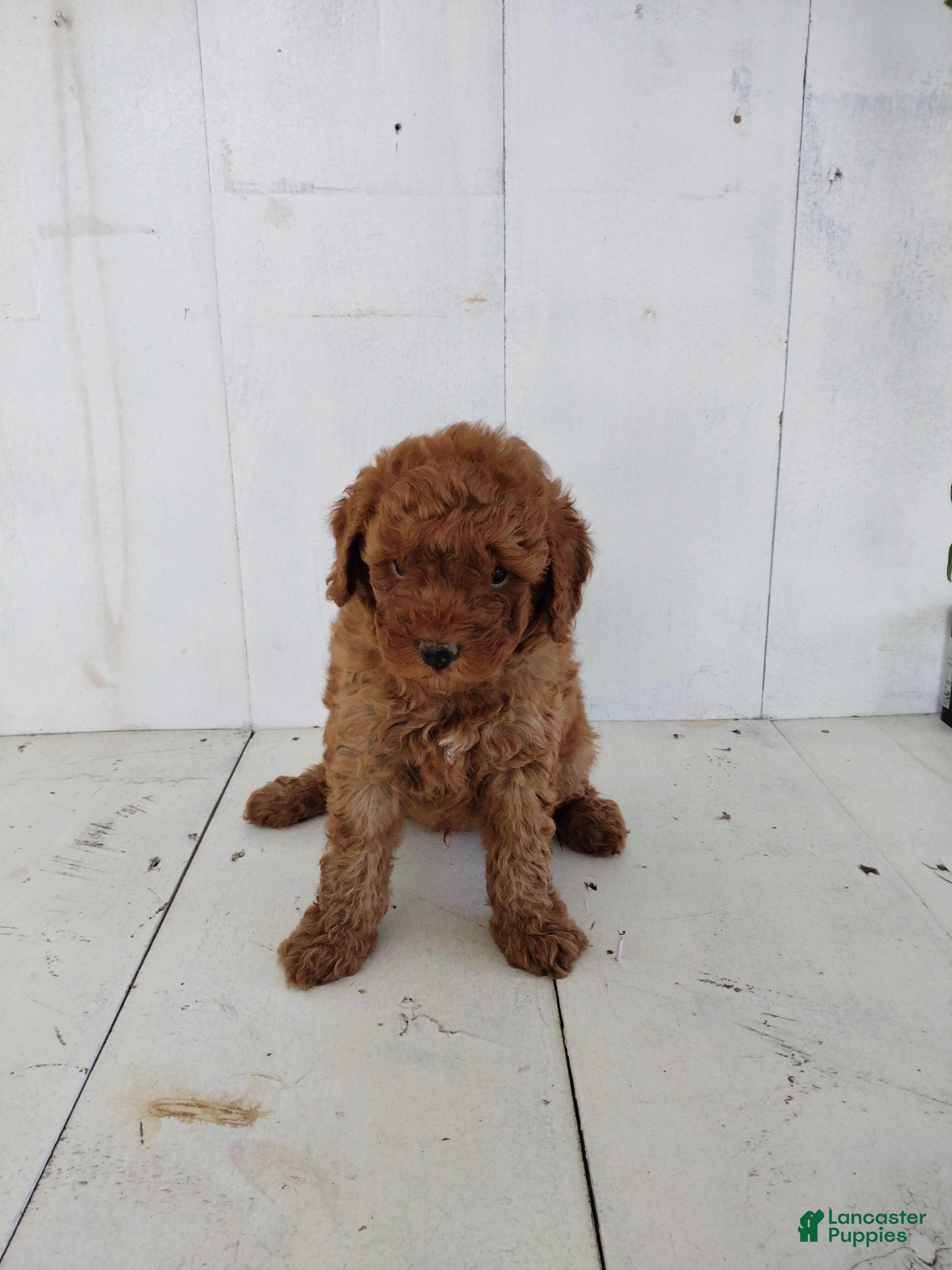 Toy Poodle dogs Leo - Ad 2