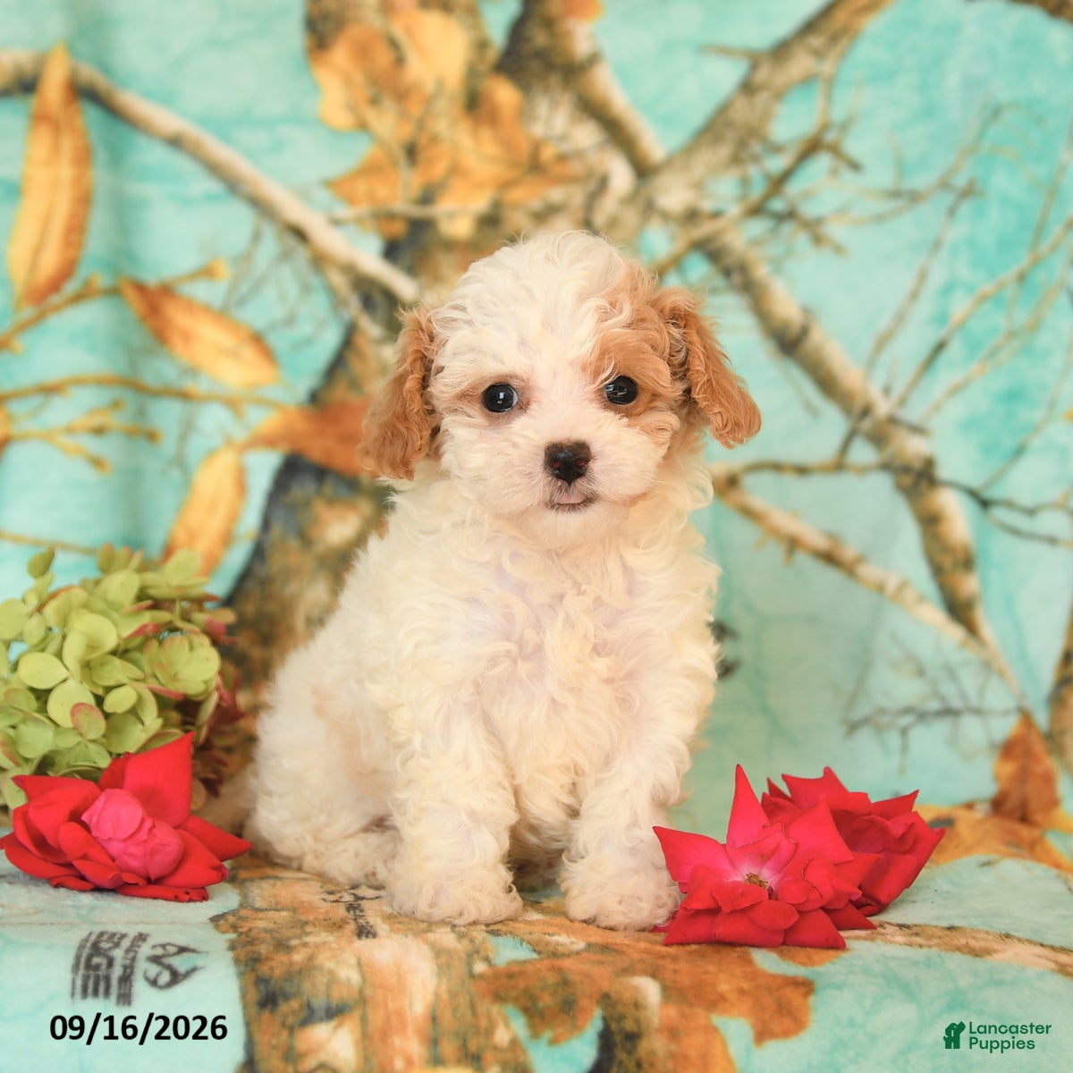 Maltipoo dogs Hannah - Ad 1