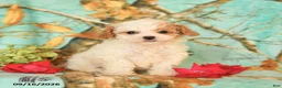 Maltipoo dogs for sale: Hannah - Ad 1