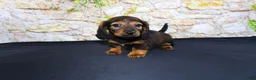 Miniature Dachshund dogs for sale: Lizz - Ad 5