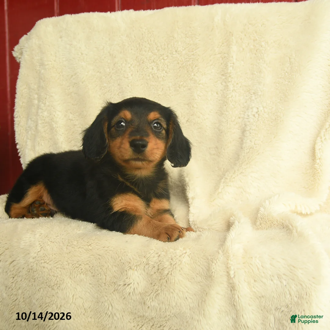 Dachshund dogs for sale: Lee  - Ad 2