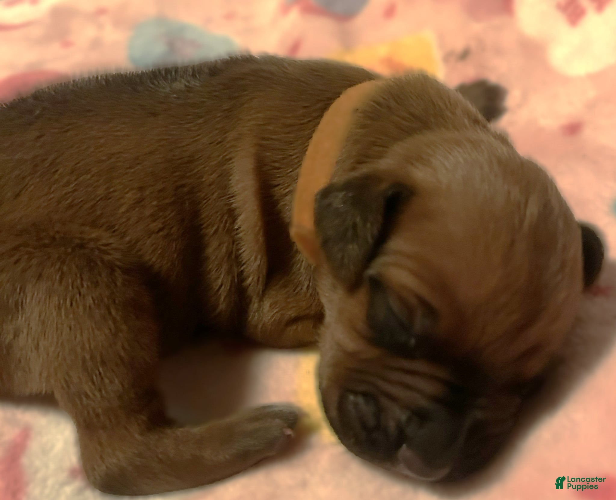 Rhodesian Ridgeback dogs Rhodesian Ridgeback Puppy 1 - Ad 1