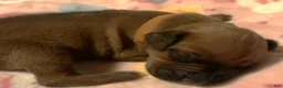Rhodesian Ridgeback dogs for sale: Rhodesian Ridgeback Puppy 1 - Ad 1