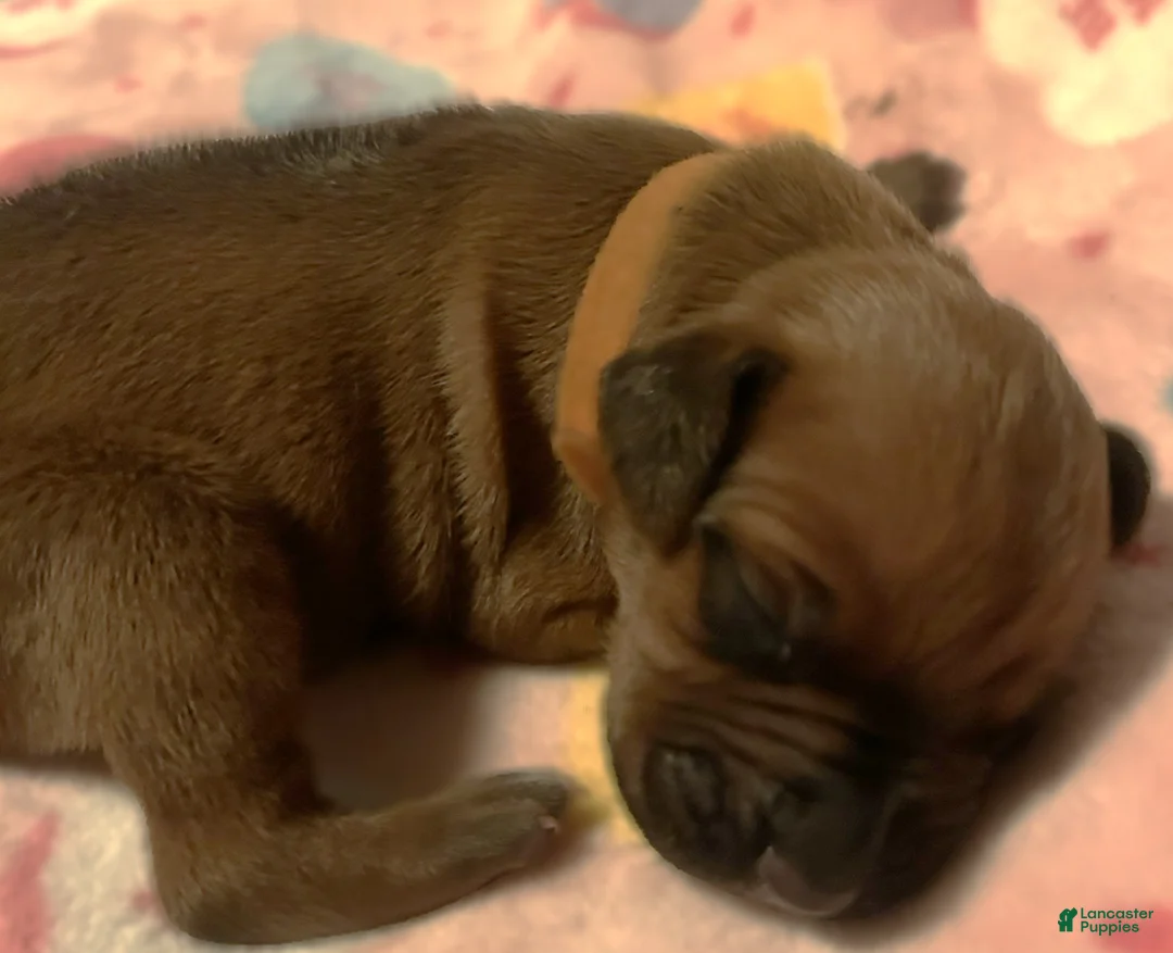 Rhodesian Ridgeback dogs for sale: Rhodesian Ridgeback Puppy 1 - Ad 1