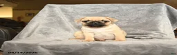 Pug dogs for sale: Tommy - Ad 1