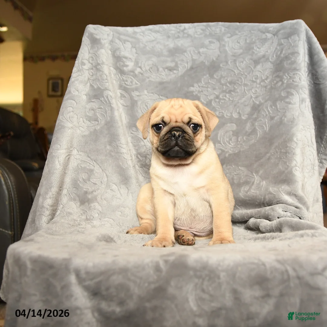 Pug dogs for sale: Tommy - Ad 1