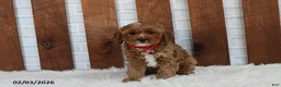 Cavapoo dogs for sale: Loki - Ad 8