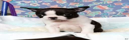 Boston Terrier dogs for sale: Jody - Ad 7