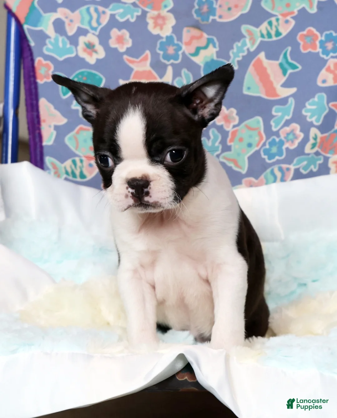 Boston Terrier dogs for sale: Jody - Ad 7