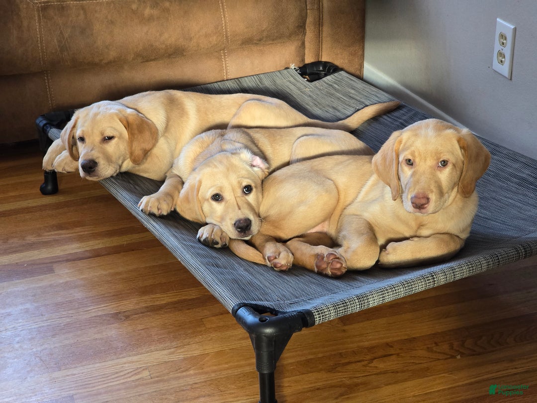 Labrador Retriever dogs for sale: Labrador Retriever Puppy 1 - Ad 3