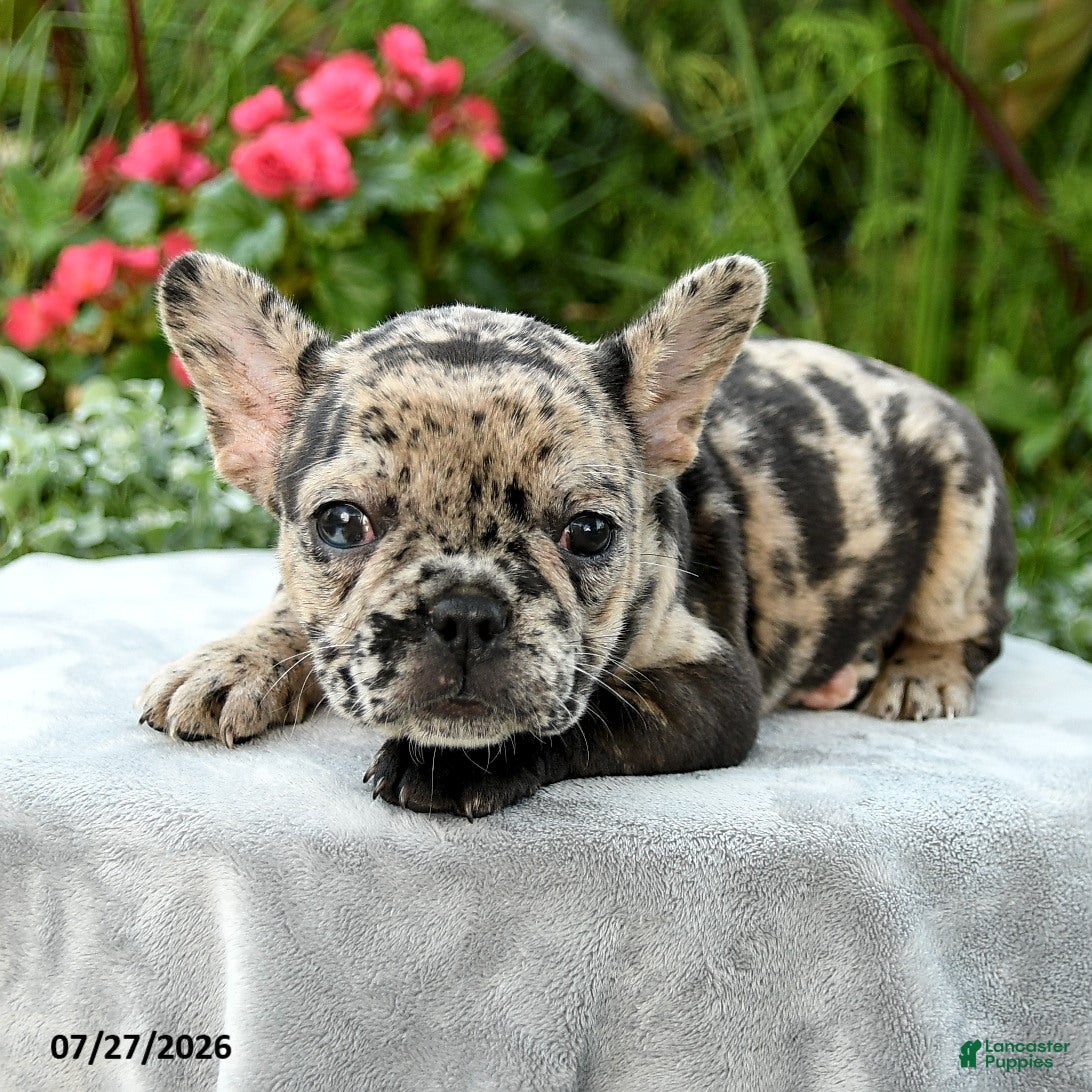 French Bulldog dogs Savannah  - Ad 2