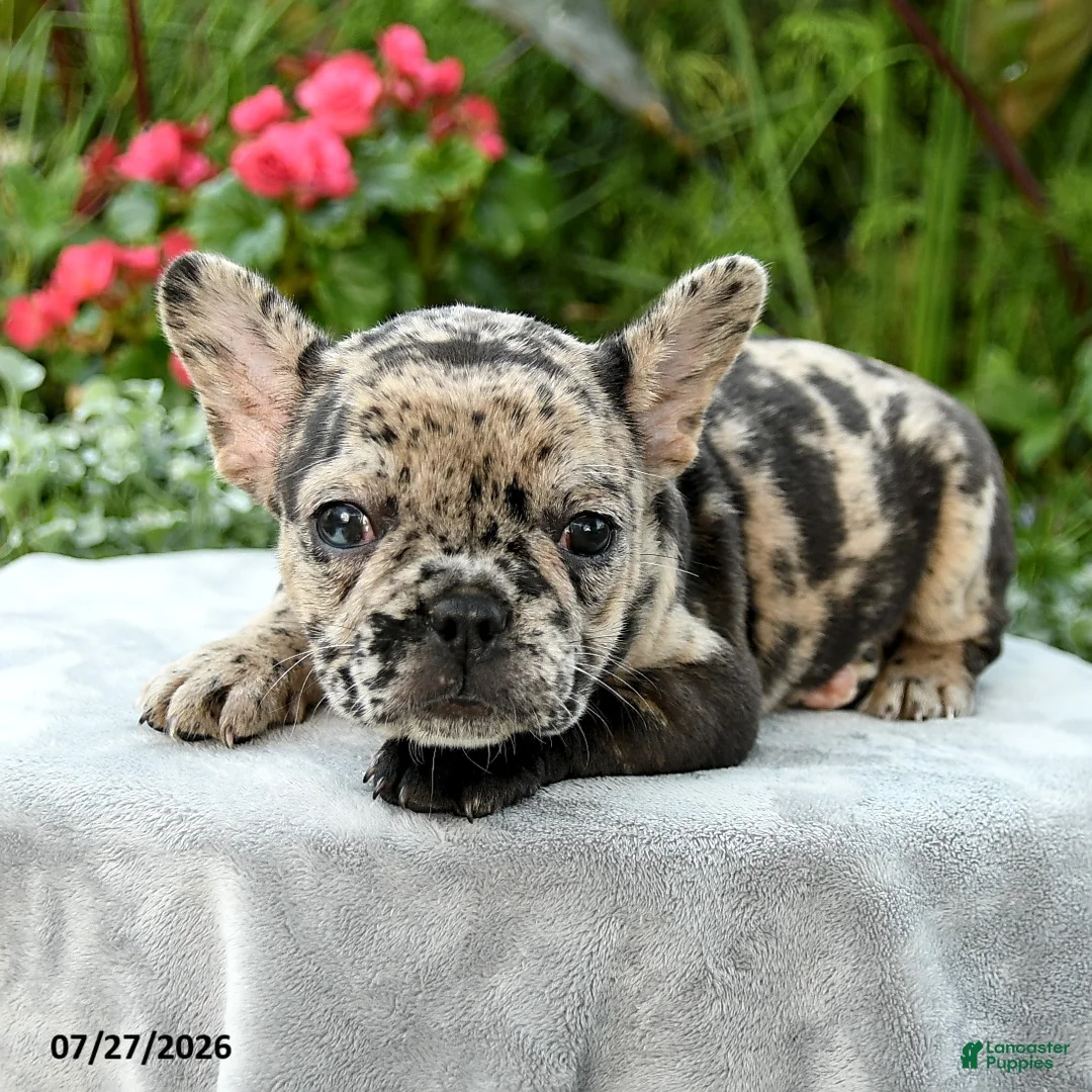 French Bulldog dogs for sale: Savannah  - Ad 2