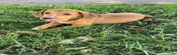 Mixed Breed dogs for sale: Nora - Ad 5