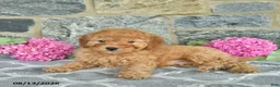 Miniature Poodle dogs for sale: Isaiah  - Ad 3