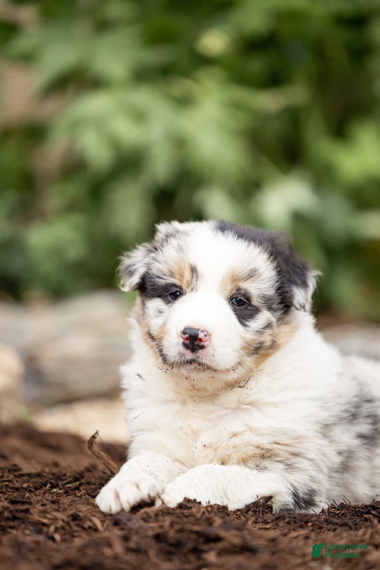 Mixed Breed dogs for sale: Max - Ad 2