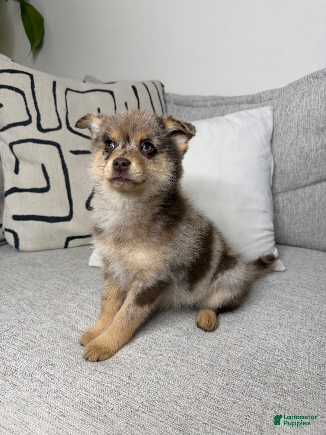 Pomsky dogs for sale: Molly - Ad 11