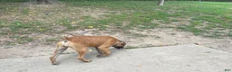 Cane Corso dogs for sale: Cane Corso 1 brown sugar female  - Ad 4